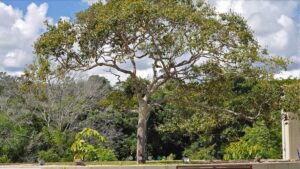 árvore alta de murici