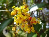 FLORES DE MURICI AMARELAS E COM ÓLEO