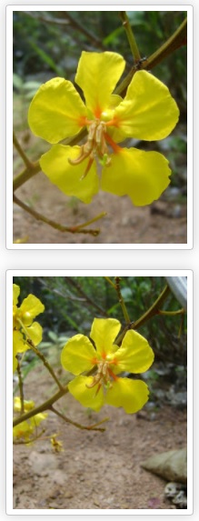 Duas flores amarelas com fundo alaranjado de macaúba