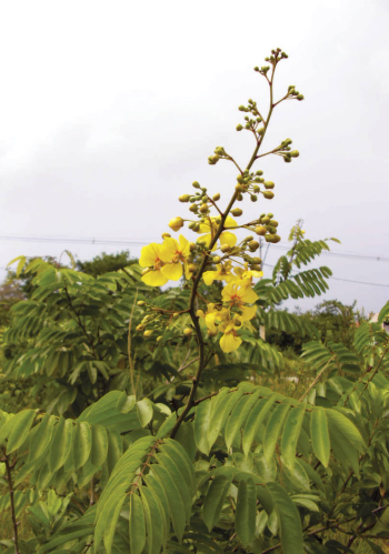 RAMO floral da macaúba, mostrando flores de cor amarela