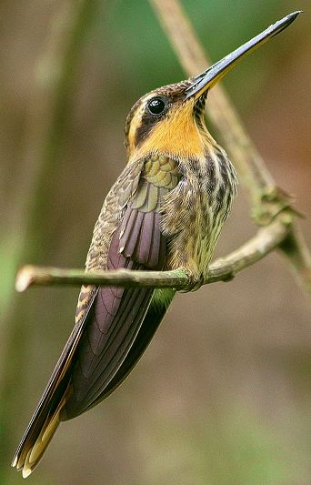 Beija-flor Rajado Ramphodon naevius . Crédito - Leonardo Casadei