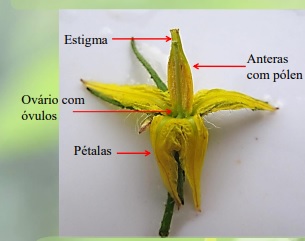 FLOR Do tomateiro com setas apontadas para as suas diferentes partes