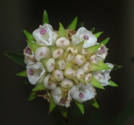 Elleanthus brasiliensis. Foto dos orquidófilos do Ceará