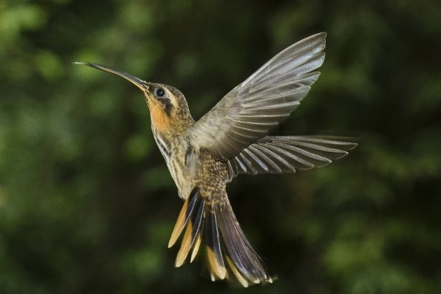 Ramphodon naevius beija-flor rajado em vôo