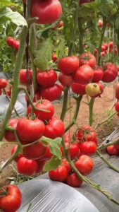PLANTAÇÃO DE TOMATES