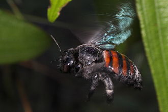 vôo da mamangava Xylocopa frontalis L.