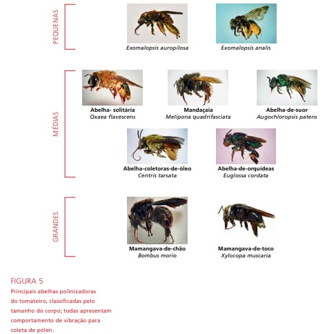 principais grupos polinizadores do tomateiro
