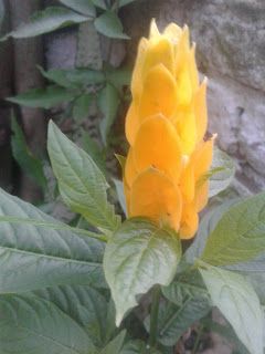 camarão de jardim camarão de jardim