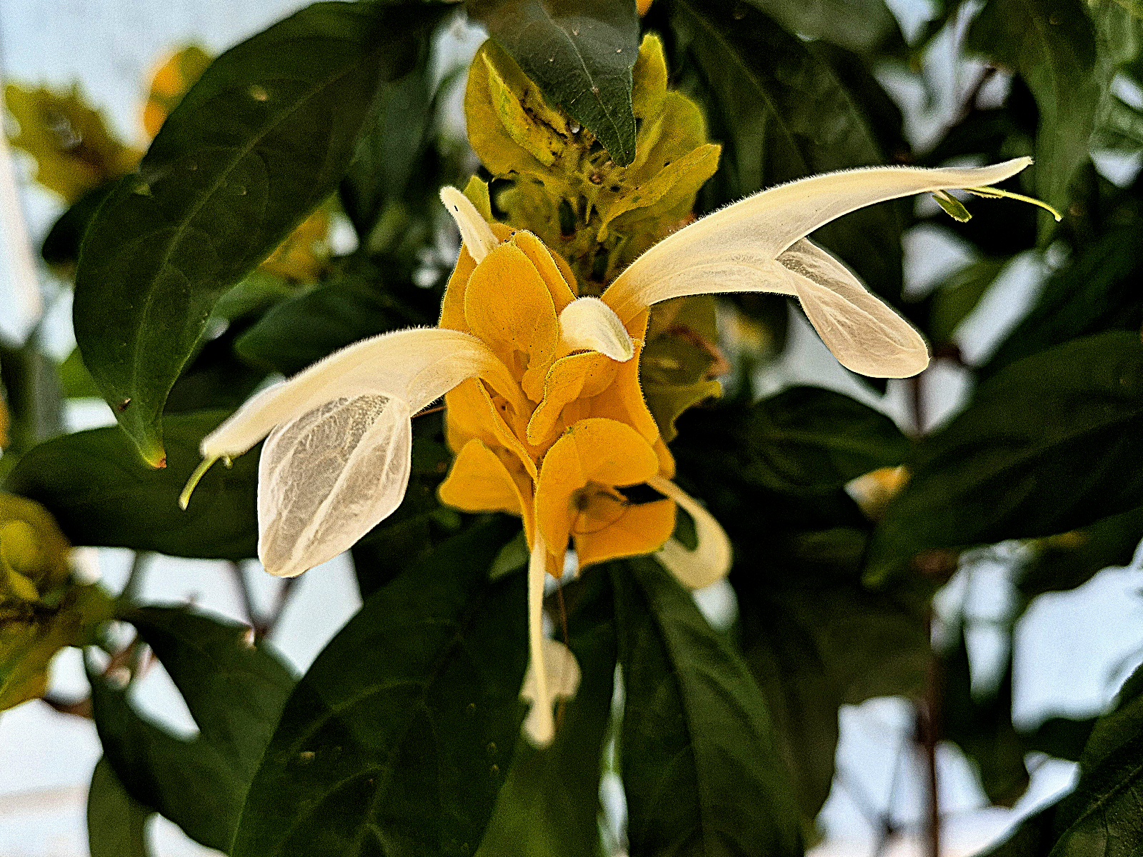 inflorescencia de Pachystachys lutea, camarão de jardim.