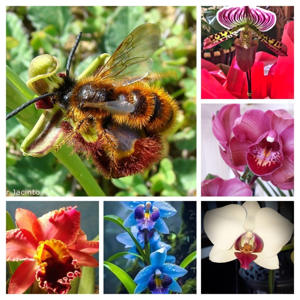 Colagem mostrando a diversidade de flores de orquídeas e diferentes estratégias de polinização, incluindo interação com abelhas e adaptações florais associadas a insetos e beija-flores.
