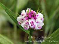 inflorescência da orquídea Elleanthus brasiliensis