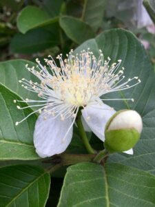 Flor aberta da goiaba, mostrando chuva de estames e um botão ao lado