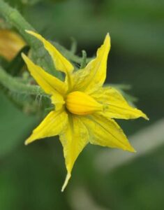 imagem de flor de tomate aberta, amarela, com as anteras amarelas no centro