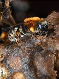 Abelha sem ferrão chamada Jandaíra