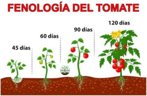 tempo de desenvolvimento do tomateiro até dar frutos maduros