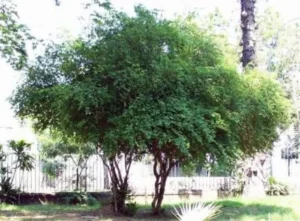 Arvore de pitanga em rua de cidade