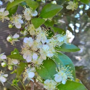ramos repletos de flores de pitanga