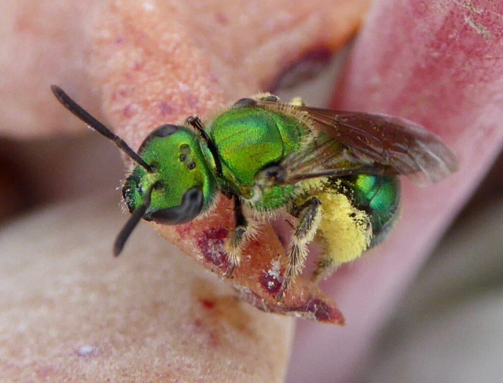 abelha verde do suor, Halictidae