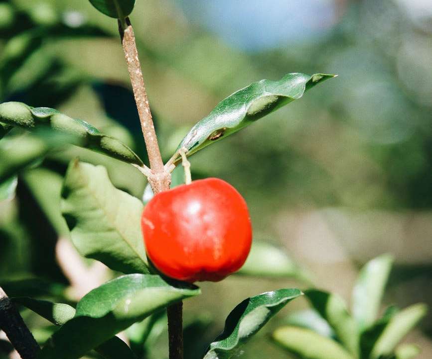 Acerola Acerola