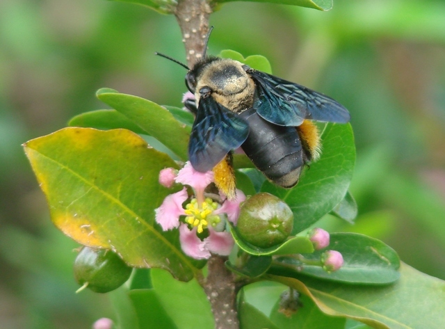 Epicharis flava , abelha de óleo, em coleta na flor da acerola