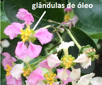 flor de acerola. A seta mostra a localização das glandulas de óleo