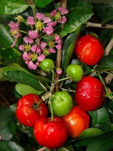 flores e frutos da acerola