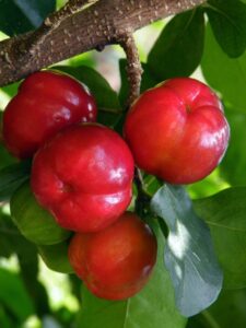 acerola frutos maduros