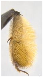 detalhe da escopa da perna posterior de Centris sp. Crédito: pesq. Aline C. Martins