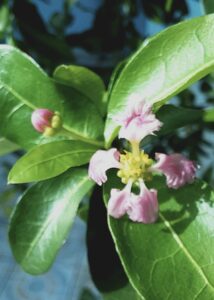 flor de acerola