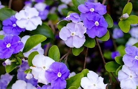 Manacá-de-cheiro Manacá-de-cheiro