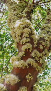 fenômeno da caulifloria - flores que são presas diretamente no tronco da árvore