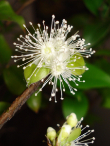 flores de jabuticaba