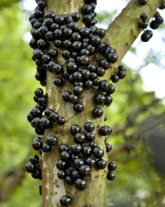frutos maduros de jabuticaba