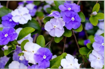 Essências e Pigmentos atraem polinizadore