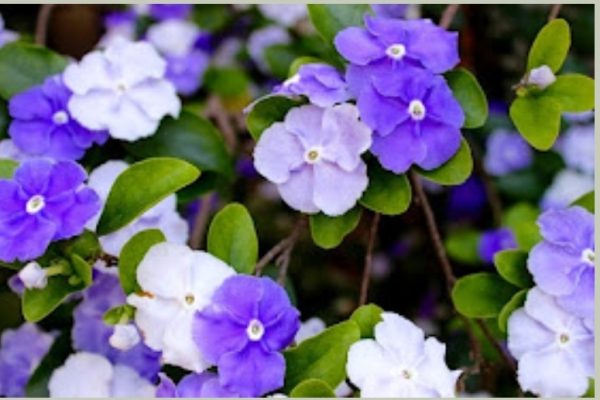 Flores tubulares do manacá nas cores lisases e roxas