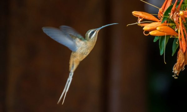 Beija-flor Pheothornis pretrei em flor-de-são-joão