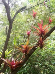 bromélia Tillandsia somnians