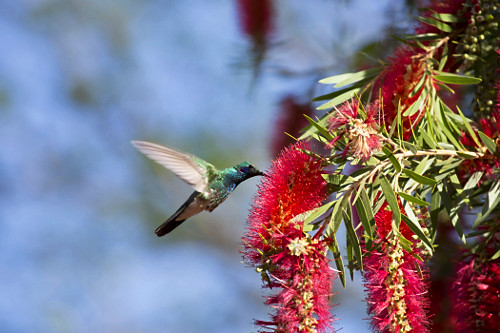 beija-flor dourado em bromélia