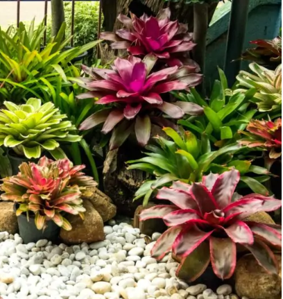 várias bromélias terrestres