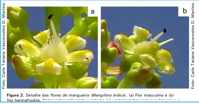 Detalhe das flores de mangueira. a) flor masculina. b) flor hermafrodita