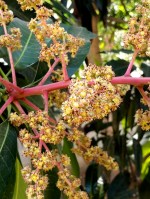 inflorescência da mangueira