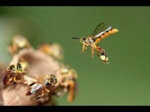 Abelha jataí em primeiro plano em vôo para a abertura do ninho carregando uma bolota de pólen