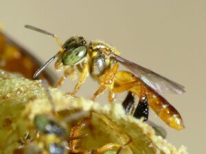 close em uma abelha jataí