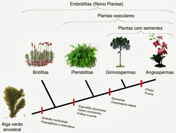 inha da evolução das plantas terrestres