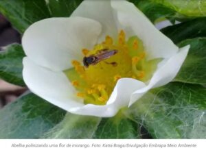 flor do morango com a jatai dentro