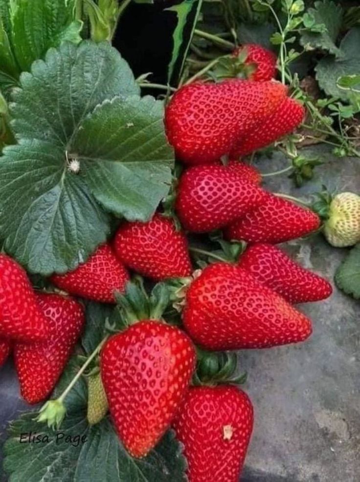 imagem de muitos morangos no solo , maduros, vermelhos, com folha verde