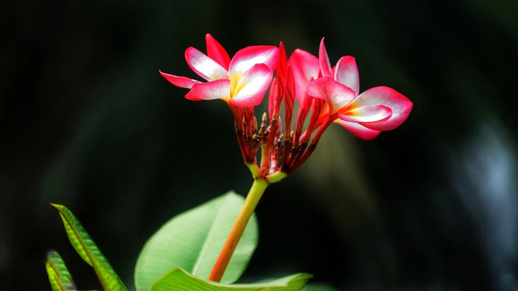plumeria-3265802_19206426521788874286625