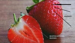 Imagem mostrando metade de um morango e outro inteiro, maduros, vermelhos