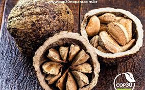 foto mostra fruto e sementes da castanha-do-pará