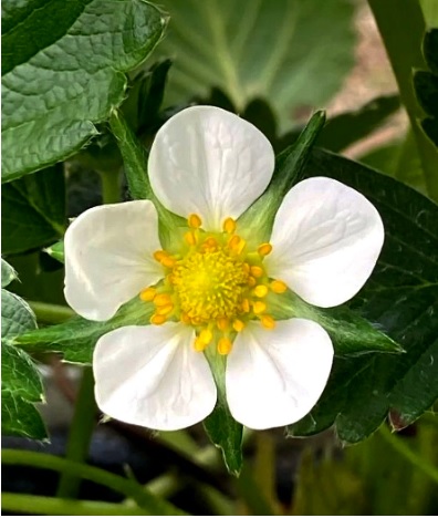 imagem em destaque de flor de morangueiro, com 5 pétalas brancas, anteras amarelas e gineceu amarelo. Ao fundo folhas verdes